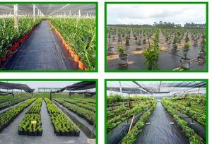 Nông nghiệp nhiệm vụ cao cảnh quan PP PE Weed kiểm soát UV nhựa cắt mặt đất che cỏ dại kiểm soát vải cỏ che đất - Product Image 6