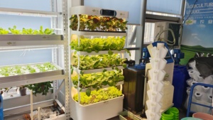 Sistema de Cultivo Hidropónico Inteligente para Interiores con Bomba y PLC para Agricultura Vertical sin Suelo - Product Image 3