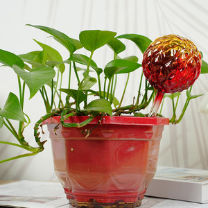 Regadera <span class=keywords><strong>de</strong></span> Vidrio <span class=keywords><strong>de</strong></span> Borosilicato <span class=keywords><strong>de</strong></span> Estilo Moderno y Minimalista para Riego Automático, Ideal para Personas con Poco Tiempo, Suministrada por Fabricantes - Product Image 3