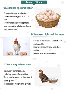Suplemento de Vitamina B de Grado Alimenticio Efectivo para Gallinas Ponedoras para Aumentar la Producción de Huevos, Mejorar la Calidad de la Cáscara y la Eficiencia Alimentaria - Product Image 3