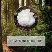 Gouttes liquides de champignon Crinière de lion à marque privée, végétaliennes, Nootropique, pour la santé cérébrale, extrait de champignon Crinière de lion, soutien immunitaire