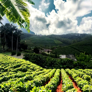 Granos de Café Verde Crudo Arábica Brasileño Santos, Minas Gerais, a Granel, 60 kg, Vida Útil de 12 Meses, Almacenado en Seco en Bodega - Product Image 1