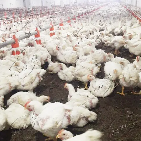 Modern High Quality Full Automatic Broiler Chicken Farm Equipment For Poultry House