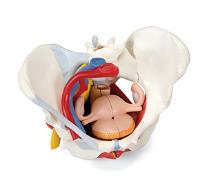 نموذج تشريحي طبي لعضلات قاع الحوض الأنثوية من دارهمي، يضم 6 أجزاء طبيعية كبيرة تشمل الأعضاء والأوعية الدموية والأعصاب - Product Image 1