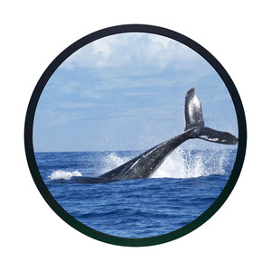 Indoor Large LCD Circle <span class=keywords><strong>Screen</strong></span> <span class=keywords><strong>Display</strong></span> Große runde Form Panel <span class=keywords><strong>Sign</strong></span> Video Wall <span class=keywords><strong>Screen</strong></span> für Werbung - Product Image 1