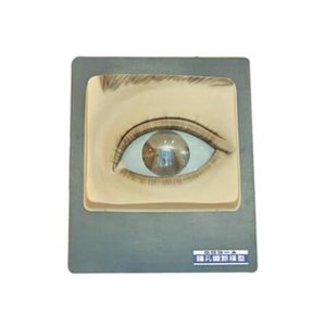 แบบจำลองทางวิทยาศาสตร์การแพทย์ ADA - แบบจำลองกระดูกสันหลังและเส้นประสาท พร้อมระบบควบคุมม่านตาด้วยไฟฟ้า (ควบคุมแสง) รุ่น A2128/A2132 เซี่ยงไฮ้ - Product Image 5