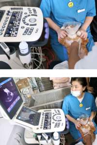 Equipo Médico de ecografía, carrito de ecografía, Doppler 3D 4D, ginecológico/embarazo, Zoncare, escáner de ultrasonido - Product Image 3