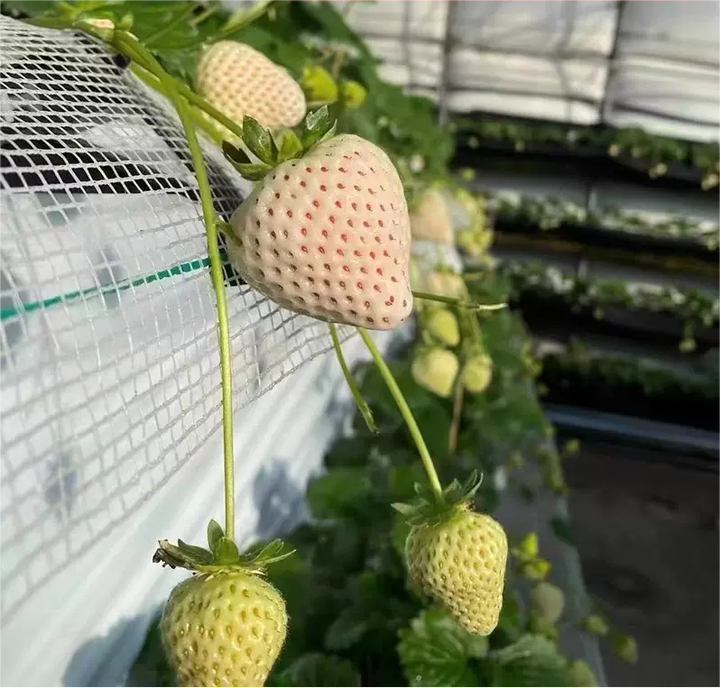 Semi Di Lavanda Vera Lavandula Angustifolia - 1000 Semi | Profumati, Per Api, Resistenti - Foto 2