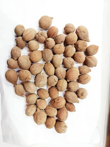 Myrobalan de qualité supérieure, d'origine sauvage, Behada/Terminalia Bellirica/Bibhitaki/Beleric Bahera provenant du Maharashtra - Product Image 5