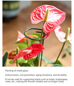 Piquets <span class=keywords><strong>de</strong></span> plantes à tige unique Cages <span class=keywords><strong>de</strong></span> pivoines et anneau <span class=keywords><strong>de</strong></span> Support <span class=keywords><strong>de</strong></span> plante pour Support <span class=keywords><strong>de</strong></span> plante pour orchidée <span class=keywords><strong>Amaryllis</strong></span> lys Rose tomates - Product Image 2