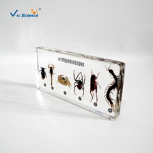 Spécimen en résine, matériel en résine artropode intégré pour étudiant - Product Image 2
