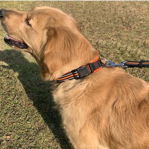Venta caliente de fábrica Accesorios para mascotas Venta al por mayor China <span class=keywords><strong>Collar</strong></span> de perro y correa - Product Image 6