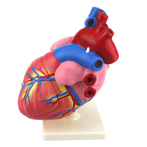 Modèle de cœur, anatomie humaine, démonstration pédagogique médicale, biologie des organes, outil pédagogique médical - Product Image 3