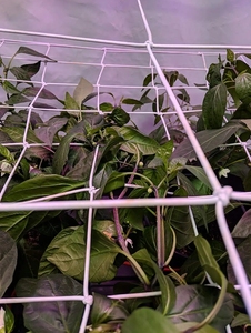 Enrejado elástico de red Scrog con ganchos Soporte para plantas para jardín - Product Image 2