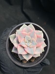 Succulentes Purple Delight Variegées de petite taille (9-10 cm) écologiques pour la décoration de la maison, des hôtels ou comme cadeau - Vente en gros - Product Image 3