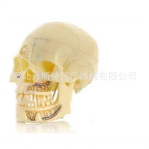 Modèle de crâne en silicone médical pour l'enseignement de l'anatomie, à usage éducatif - Product Image 2