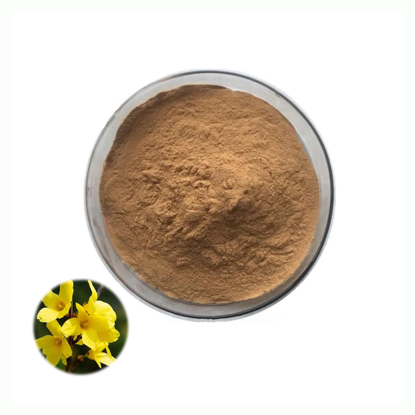 Bulk Forsythia Suspensa Fruit Extract Food Grade Forsythia Suspensa Extract Powder