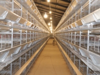 Couveuse automatique de poulet de type H Cage pour poulets de chair Cage pour volailles 4 couches Cage pour poules et poulets
