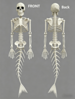 Squelette de sirène de 70 cm, modèle de queue de poisson, décoration d'Halloween, décoration gothique pour la maison, thème côtier