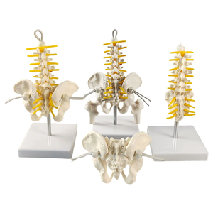 Abnehmbares kleines Becken mit Lenden gurt-Leichte Unterstützung für unteren Rücken und Becken - Product Image 4