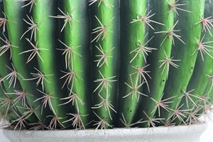 Vente Flash Faux <span class=keywords><strong>Cactus</strong></span> Artificiel en Pot, Balle de Succulentes Très Réalistes, Bonsaï, <span class=keywords><strong>Prix</strong></span> Usine, Plante Fictive pour Décoration Extérieure - Product Image 5