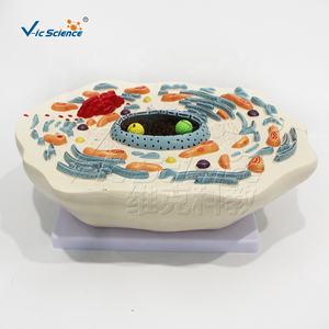 Modelo Anatómico Ampliado de una Célula Animal, Modelo de Mitocodrón para la Enseñanza de Ciencias Médicas en Escuelas y Hospitales - Product Image 4