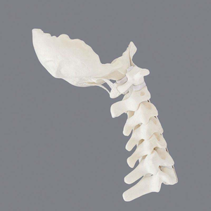 YULIN Modèle de segment cervical humain en mousse solide : Occiput-C7, Modèle anatomique de colonne vertébrale pour l'enseignement et la démonstration en orthopédie, CE & ISO - Product Image 4