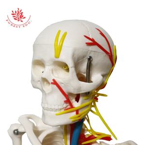 Modello anatomico 85cm migliore vendita scheletro modello FRT013 W/vasi nervosi sangue e radici nervose scienza medica - Product Image 5