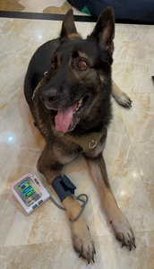 Moniteur <span class=keywords><strong>de</strong></span> pression artérielle vétérinaire 3 en 1 avec connexion Bluetooth, application mobile, moniteur <span class=keywords><strong>de</strong></span> pression artérielle pour animaux <span class=keywords><strong>de</strong></span> compagnie - Product Image 5