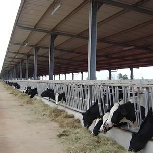 Abri <span class=keywords><strong>de</strong></span> parc d'engraissement haute capacité 60x30m, capacité <span class=keywords><strong>de</strong></span> 200 têtes, conception d'<span class=keywords><strong>allée</strong></span> d'alimentation, construction durable - Product Image 3