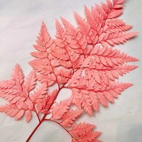 Feuille de fougère naturelle préservée et séchée, écologique, longue durée, grande feuille plate pour la décoration de la maison, des fêtes, des mariages et de Noël