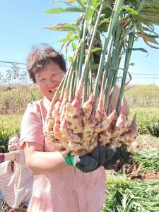 <span class=keywords><strong>Engrais</strong></span> organique soluble dans l'eau à 100%, <span class=keywords><strong>poudre</strong></span>, pulvérisation foliaire, agriculture, extrait d'<span class=keywords><strong>algues</strong></span>, test rapide du sol, chaux vive, <span class=keywords><strong>algues</strong></span> <span class=keywords><strong>marines</strong></span>, n°1 - Product Image 3