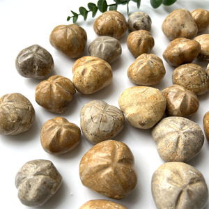 Tinh thể tự nhiên khắc mảnh han Madagascar Vỏ Đá mẫu vật kích thước nhỏ đá nhím biển - Product Image 3