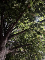 Arbre Banyan Artificiel de 6m pour Centre de Méditation, Studio de Yoga, Spa, Réception, Ambiance Zen Pacifique, Décoration Intérieure