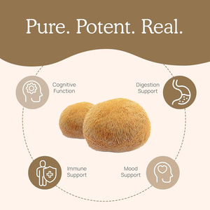 Integratori Erboristici OEM/ODM in Capsule di Criniera di Leone per Supporto Immunitario, Aumento della Vitalità e Benessere Generale per Adulti - Product Image 4