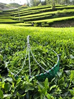 Fujian High Mountain Premium Lychee Zwarte Thee Zakjes Frisse Fruit Smaak OEM Private Label voor Dagelijks Gebruik & Groothandel