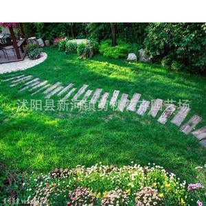 Semillas de Hierba de Raíz de Dichotomanthes, Semillas de Pueraria Mirifica, Protección de Taludes Verdeantes para las Cuatro Estaciones, Semillas de Pasto Perenne - Product Image 6