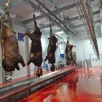 Mesin Pemotongan Sapi Otomatis Desain Khusus Halal, Lini Pemotongan Sapi Lengkap, Peralatan Pabrik Pengolahan Rumah Potong Hewan, Harga Pabrik