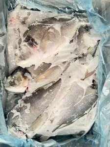 Orata di Mare Congelata, Pesce Orata di Mare da Allevamento - Product Image 6