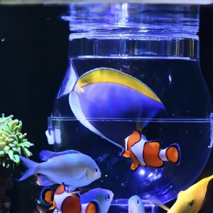 Balle de pêche pour <span class=keywords><strong>aquarium</strong></span> avec support magnétique, outil de capture de poissons en plastique - Product Image 3