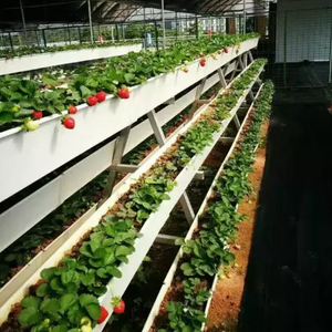 Gouttière/Canal en PVC 200*300cm pour Fraises Écologiques Carottes - Product Image 5