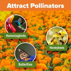 Magnifique kit de fleurs de jardin naturelles, plantes d'accompagnement faciles à cultiver pour l'extérieur, légumes pour la maison - Product Image 6