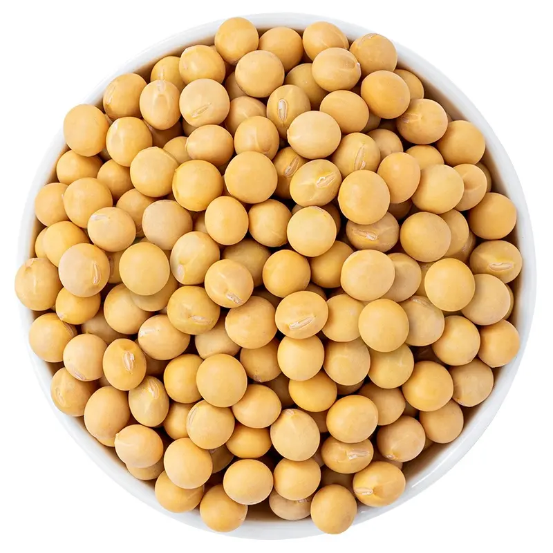 حبات فول الصويا الصفراء المجففة عالية البروتين غير المعدلة ومتوفرة في حزمة صغيرة مخصصة للأطعمة البشرية