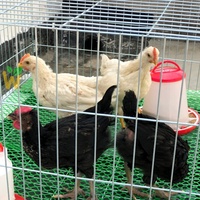 Faltbarer, einfach zu installierender Hühner- und Kampfhähnchen-Ausstellungskäfig aus geschweißtem Drahtgeflecht zum Fliegen und Trainieren