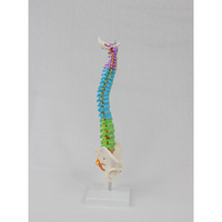 Modèle de colonne vertébrale médicale en PVC coloré DARHMMY de 45 cm avec bassin et colonne vertébrale, sans os des jambes