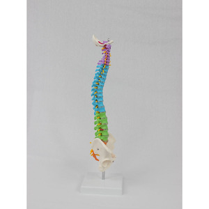 Modèle de colonne vertébrale médicale en PVC coloré DARHMMY de 45 cm avec bassin et colonne vertébrale, sans os des jambes - Product Image 4