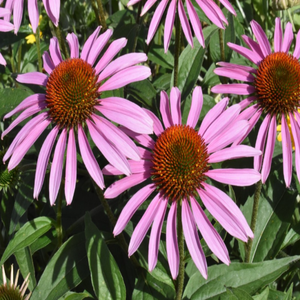 GMP Tiêu Chuẩn Chất Lượng Cao Cấp Thực Phẩm Polyphenol Echinacea Purpurea Chiết Xuất Dung Môi Khai Thác Trống Bao Bì - Product Image 5