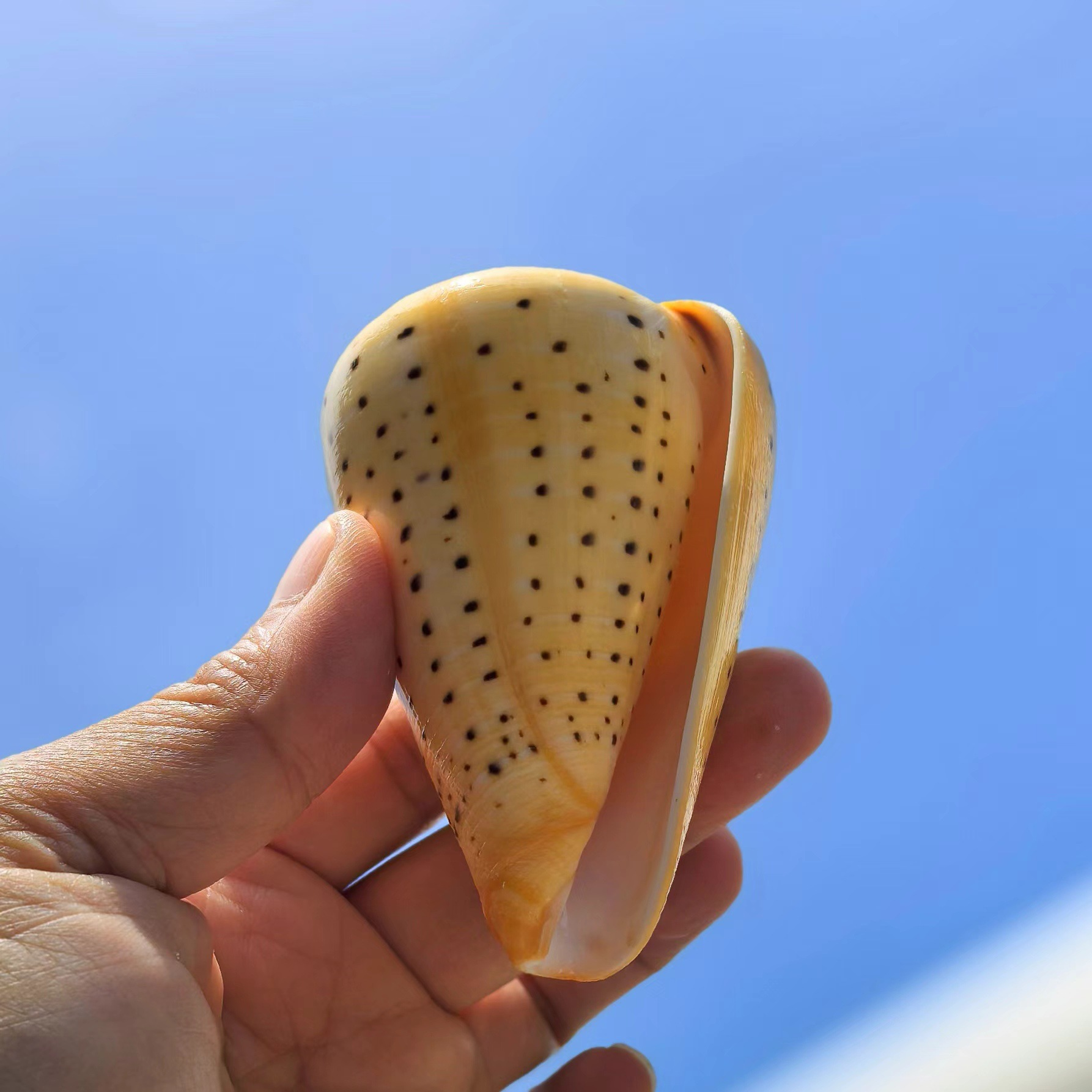Shell With Yellow Inside 30PCS Natural Scallop Shells - Perfect for Decor & Craft