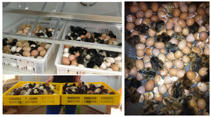 528 Inqubator Máy Lồng Ấp Trứng 500 Trứng Nở Lồng Ấp - Product Image 3