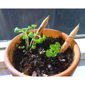 Lápiz Plantable Sprout, gadgets ecológicos - Product Image 4